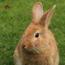 토끼 이미지