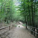 맹종죽순체험길 이미지