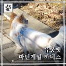 11545-05-15-33 | 반려견용품, Y형 강아지 하네스 유봉펫 마틴게일 하네스 실제 착용 산책 후기