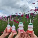 코스모스 어린이집 | 가을 코스모스 길 나들이