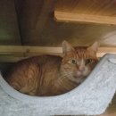 감자와 맛동산 이미지