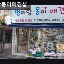 몽이 애견샵 이미지