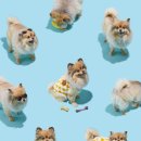 논현 강아지사진관 스튜디오 다이브에서 10살 기념 견생샷 남기기