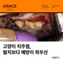 그레이스 고양이 심장&치과병원 이미지