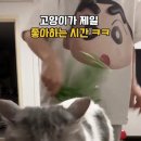 냥집사
