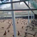 예민꿩농장 이미지