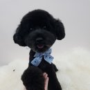 윤애견미용 이미지