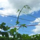 향촌농장 이미지