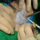 생생동물병원 네이버블로그
