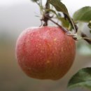 여우골농장 이미지