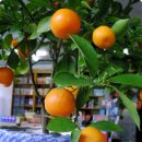 열매약국 이미지