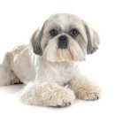 엔케어동물의료센터 이미지