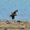 오리사냥 이미지