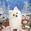 귀욤하개 이미지