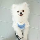 뽀송뽀송애견놀이방 이미지