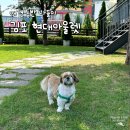 한산켄넬 | 애견동반 실내 가볼만한곳 '김포 현대프리미엄아울렛' 방문 후기 (주차장 푸드코트 커피빈 이용 꿀팁)