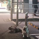 시드니마트 | 시드니 woolworths 울월스 마트 살거리 과일 과자 꿀 초콜릿 치즈 고기 우유 커피