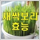 새싹 보리의 효능과 사용법﻿ 이미지