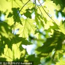 청금탕 네이버블로그