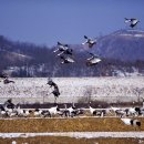 한여울 카카오 검색결과