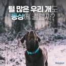 동상농장 이미지