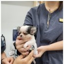 안심 동물의료센터 이미지