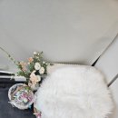 조은애견미용 | [청주 애견샵] 청주 애견샵 퍼피댕 말티즈 입양 후기