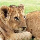 한사자농장 이미지