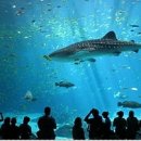 롯데월드아쿠아리움 이미지