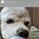 어뇽어뇽 네이버블로그
