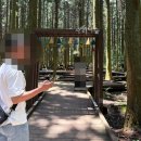 사천리무장애숲길 | 제주 사려니숲길 무장애나눔길 직접 다녀온 후기 소요시간 주차 주소