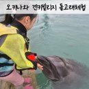오디건강체험마을 | 오키나와 3일차) 모토부 겐키 빌리지(모토부 건강마을) 비오는날 돌고래 체험 인카운터 후기