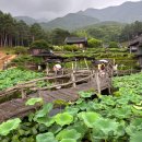 맑은아침팬시문구 | 산청 수선사 사찰 경남 여름 가볼만한곳 7월 절 연꽃 개화 후기