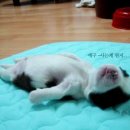 죠야 이미지