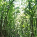 시냇가에심은나무지역아동센터 | 여름 해외여행지 추천 보홀 자유여행 보홀 공항세