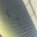 백운산농기계 | 의왕 백운호수 생태탐방로 3km 데크길 재개통 방문후기