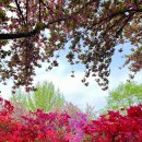 완산-23 | 전주 4월 겹벚꽃 철쭉 명소 &#39;완산칠봉꽃동산&#39; 실시간 개화 및 가는 방법, 주차 총정리