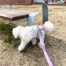 라비동물병원 | 강아지 심장사상충약 넥스가드 운양동 라비동물병원에서