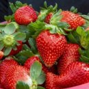 홍성1농장 이미지