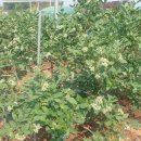 성정농장 이미지