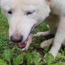 영동천막사 이미지