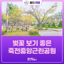 죽전중앙근린공원 | [용인여행] 보정동 카페거리 근처 벚꽃 보기 좋은 죽전중앙근린공원