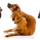 의정부 24시 IU 동물병원 이미지