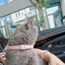 대전본동물병원 이미지