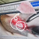 기계동물병원 | 슬개골 수술,인천최초MRI도입/24시포인트동물병원.응급실운영