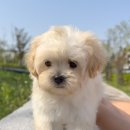 아르르펫 이미지