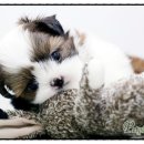 오케이독 이미지