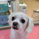 름자펫살롱 이미지