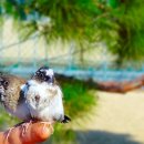 달성공원 이미지