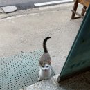 미원 손두부 보리밥 이미지